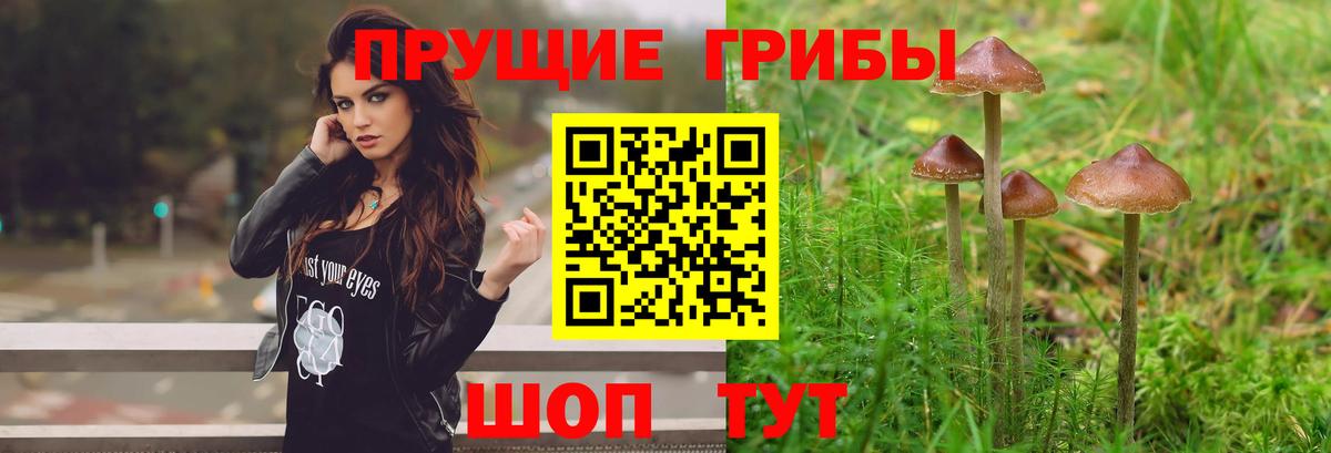 Галлюциногенные грибы ЛСД  Вход с VPN  Унеча  Псилоцибиновые грибы Psilocybe 